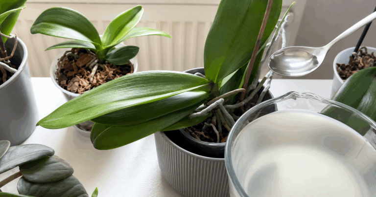 Orchideen: Ein Esslöffel dieses natürlichen Düngers soll die Blütenbildung unterstützen