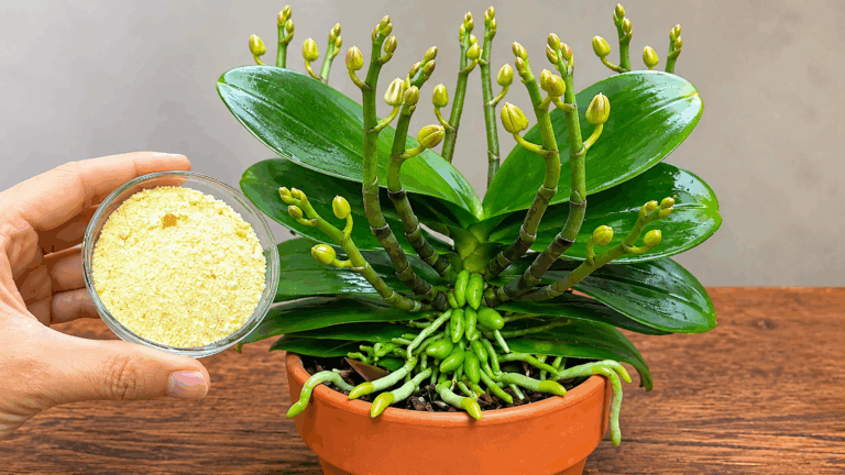 Orchidee nach der Blüte retten: Mit Zimt und einem einfachen Hausmittel zu neuen Wurzeln und einer prachtvollen Blüte